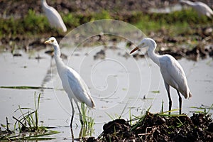 A group of egrets or herons are standing in the paddy field