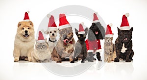 Group of eight adorable santa cats and dogs with costumes