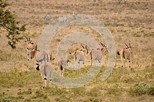 Group of eland antelopes walking in the vast golden field.