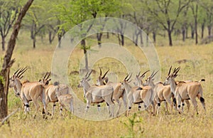 Group of Eland