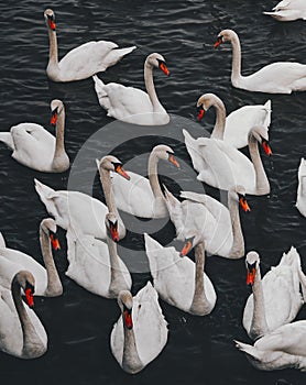 Group of elegant swans gracefully gliding through the shimmering water.