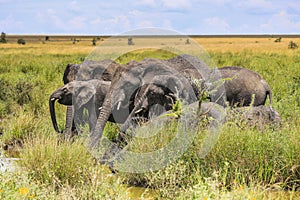 Elephants at small watering hole