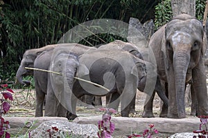A GROUP OF ELEPHANT STANDING ON A GREEN FOREST BACKGROUND