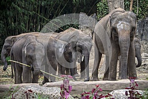 A GROUP OF ELEPHANT STANDING ON A GREEN FOREST BACKGROUND