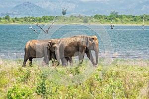 A group of elephants.