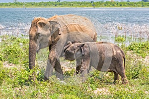 A group of elephants.