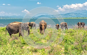 A group of elephants.