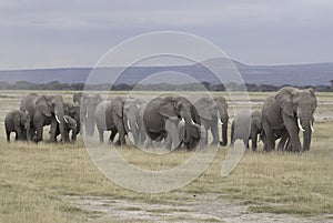 Group of elephants