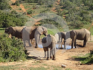 Group of elephants Addo elephant national park of South Africa