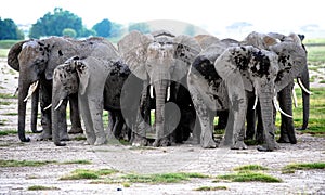 Group elephants in African savannah. Safari Kenya