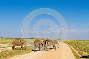A group of elephants. Amboseli, Kenya