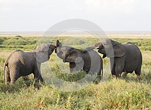 Group of elephants in Amboseli National Park, Kenya, Africa