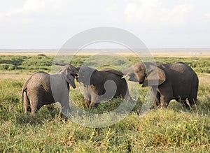 Group of elephants in Amboseli National Park, Kenya, Africa