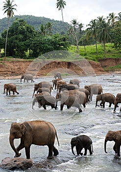 Group elephants bathing