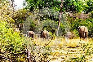 Group of Elephants disappearing in the forest after having been at Olifantdrinkgat, a watering hole in Kruger National Park