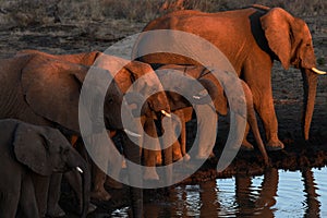 Group of Elephants drinking from a waterhole in Madikwe South Africa