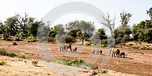 Group of elephants in a dry riverbed