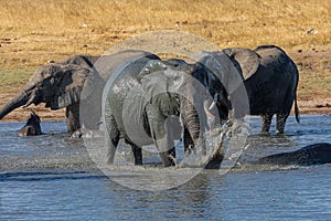 A group of elephants enjoy a mud bath.
