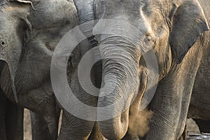 A group of elephants in a forest