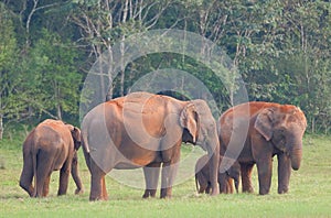 Elephants in Periyar National Park photo