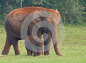 Elephants in Periyar National Park photo