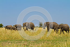 A group of elephants at Masai Mara