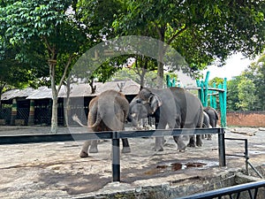 a group of elephants playing together in an open enclosure at a zoo