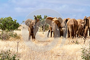 Group of elephants in the Savana, Tsavo National Park, Kenya