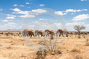 Group of elephants in the Savana, Tsavo National Park, Kenya