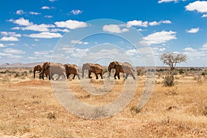 Group of elephants in the Savana, Tsavo National Park, Kenya