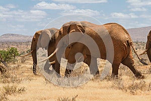 Group of elephants in the Savana, Tsavo National Park, Kenya