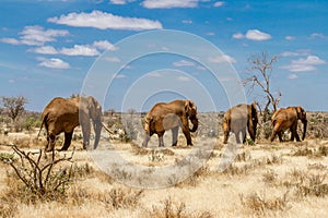 Group of elephants in the Savana, Tsavo National Park, Kenya