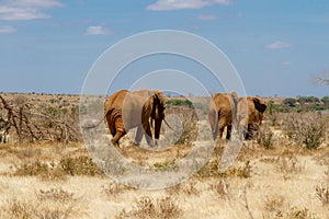 Group of elephants in the Savana, Tsavo National Park, Kenya