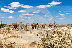 Group of elephants in the Savana, Tsavo National Park, Kenya photo