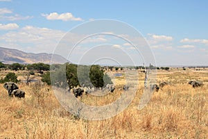 A group of elephants in savanna