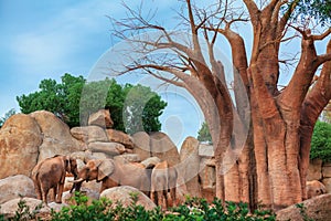 Group of elephants in savanna