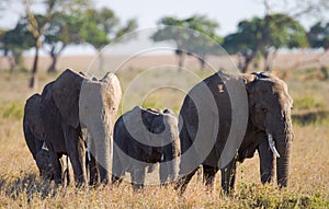 Group elephants in Savannah. Africa. Kenya. Tanzania. Serengeti. Maasai Mara.