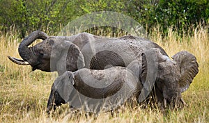 Group of elephants in the savannah. Africa. Kenya. Tanzania. Serengeti. Maasai Mara.