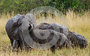 Group of elephants in the savannah. Africa. Kenya. Tanzania. Serengeti. Maasai Mara.