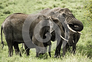 Group of Elephants, Serengeti