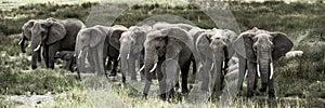 Group of elephants in Serengeti National Park