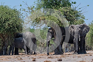 Group of elephants in the shade of trees on the Chobe River in Botswana