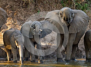 Group of elephants standing near the water. Zambia. Lower Zambezi National Park.