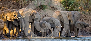 Group of elephants standing near the water. Zambia. Lower Zambezi National Park.