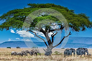 Group of elephants under the big green tree in the wilderness