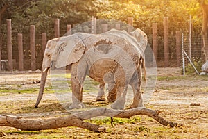 group of elephants walk around the enclosure at the zoo at sunset. Elephants everyday life in reservation and national parks