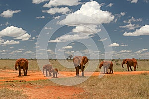 Group of elephants walking on African savanna, with contrasty sk