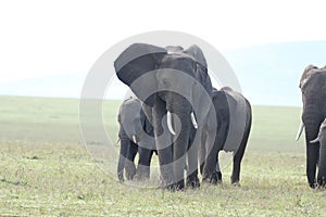 Group of elephants walking in the african savannah.