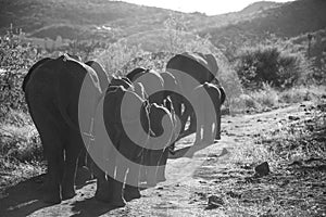 Group of elephants walking in the bush