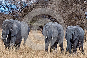 Group of elephants walking on the dry grass in the wilderness